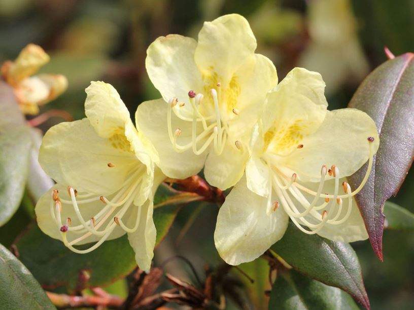 Rhododendron lutescens