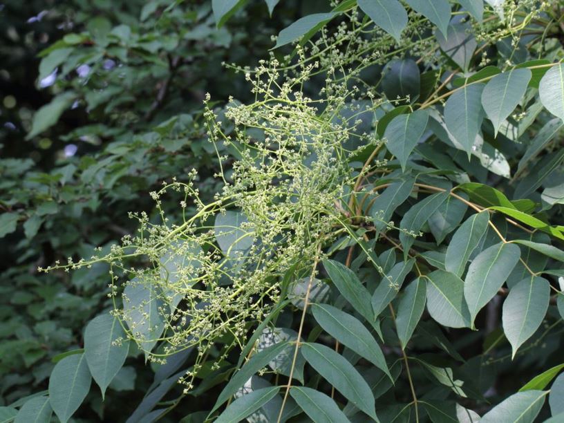 Toxicodendron vernicifluum - Chinese lacquer tree