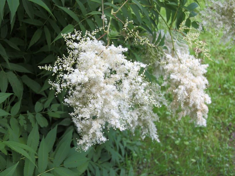 Sorbaria aitchisonii - False spirea | Westonbirt