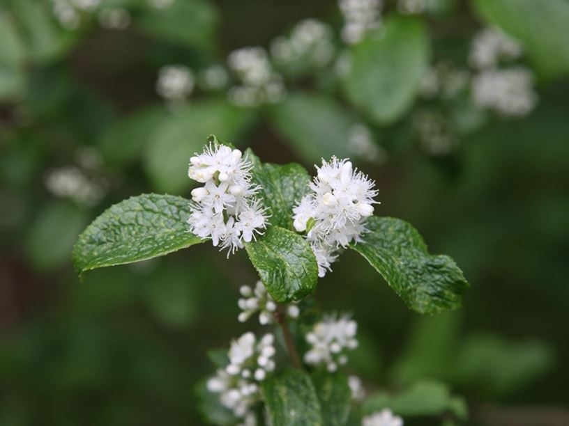 Symplocos paniculata - Sapphire-berry
