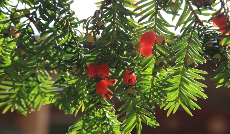 Taxus baccata - Common yew