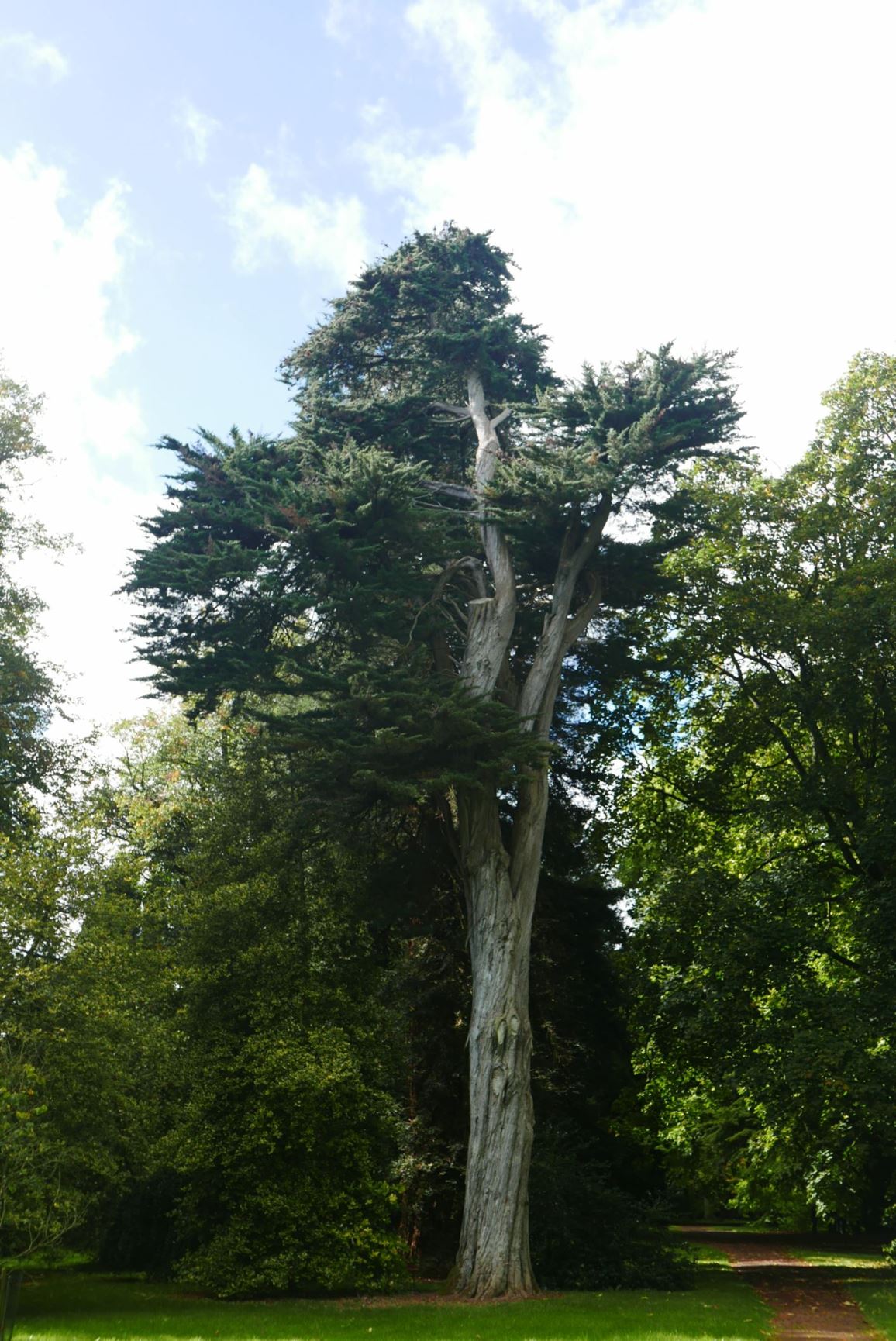 Cupressus macrocarpa - Monterey cypress