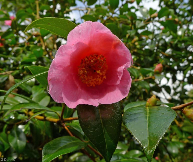 Camellia × williamsii - Camellia Hybrid