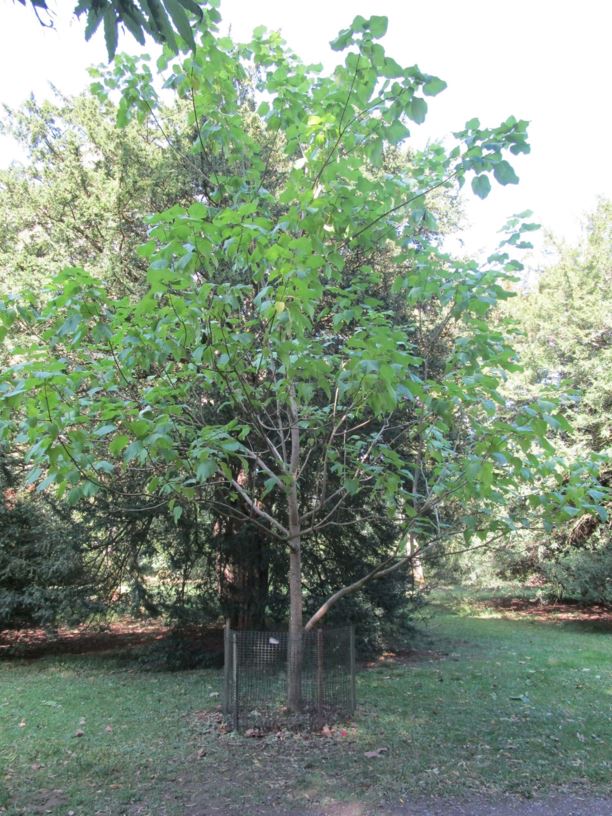 Catalpa ovata - Yellow catalpa