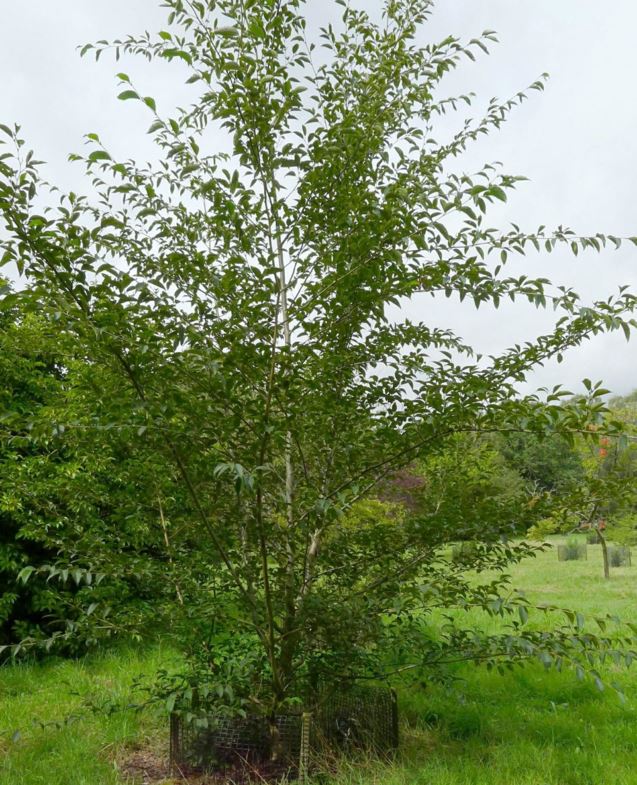 Alnus firma - Japanese alder