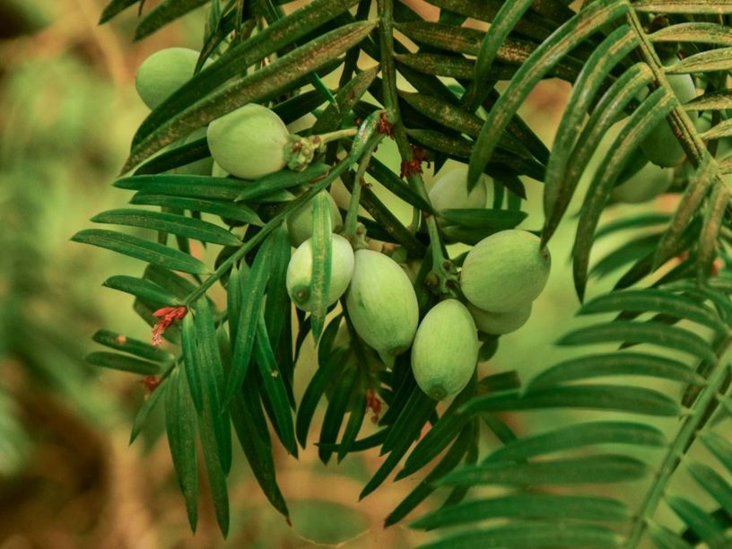 Cephalotaxus fortunei - Fortune's plum yew