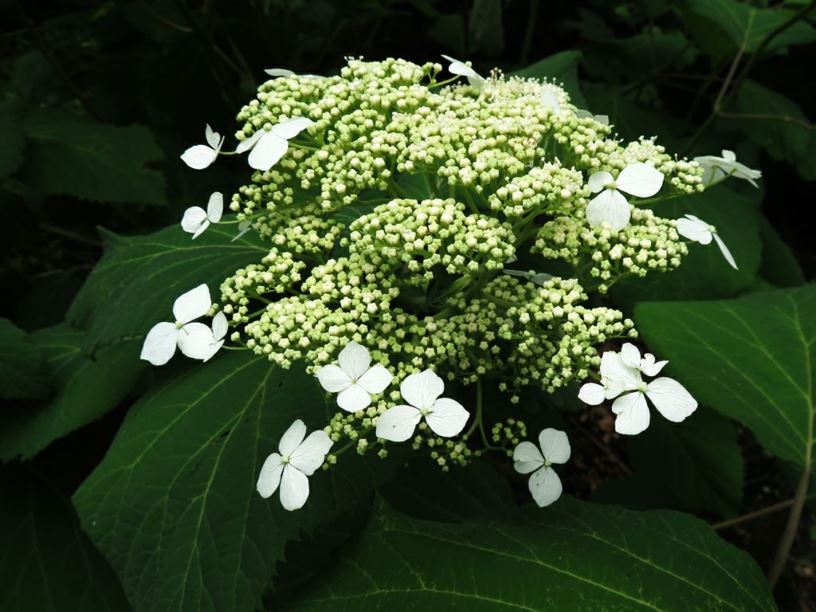 Hydrangea arborescens subsp. radiata - Silver Leaf Hydrangea