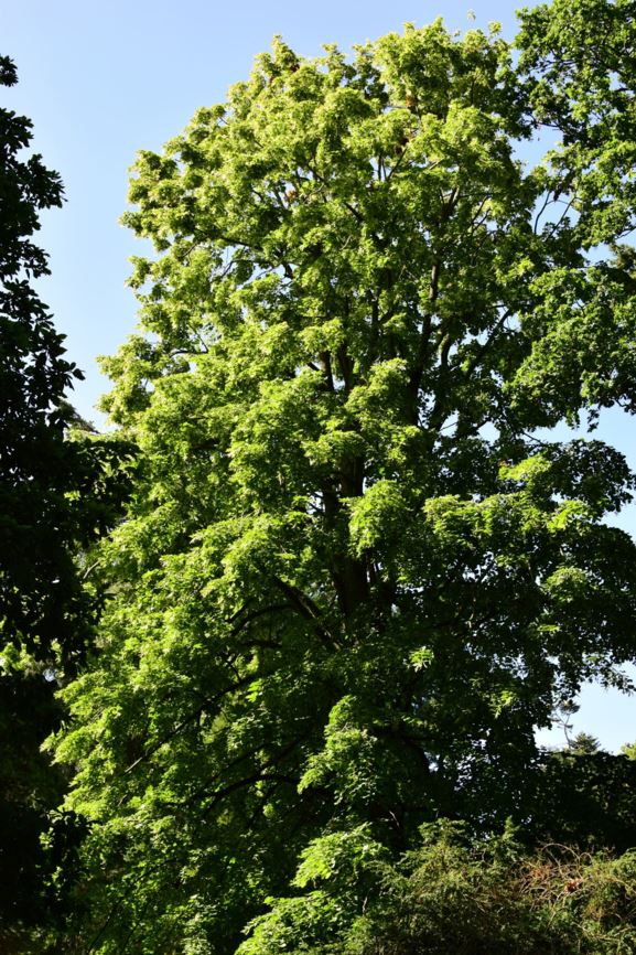 Tilia dasystyla - Lime