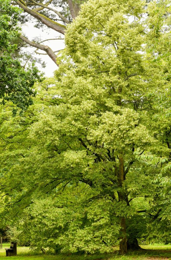 Tilia kiusiana - Lime