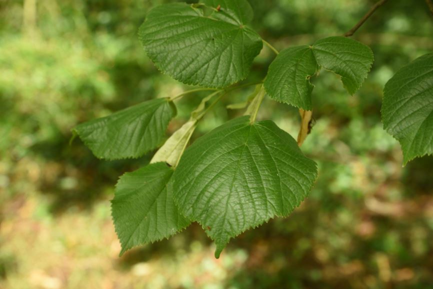 Tilia platyphyllos subsp. cordifolia - Broad-leaved lime | Westonbirt