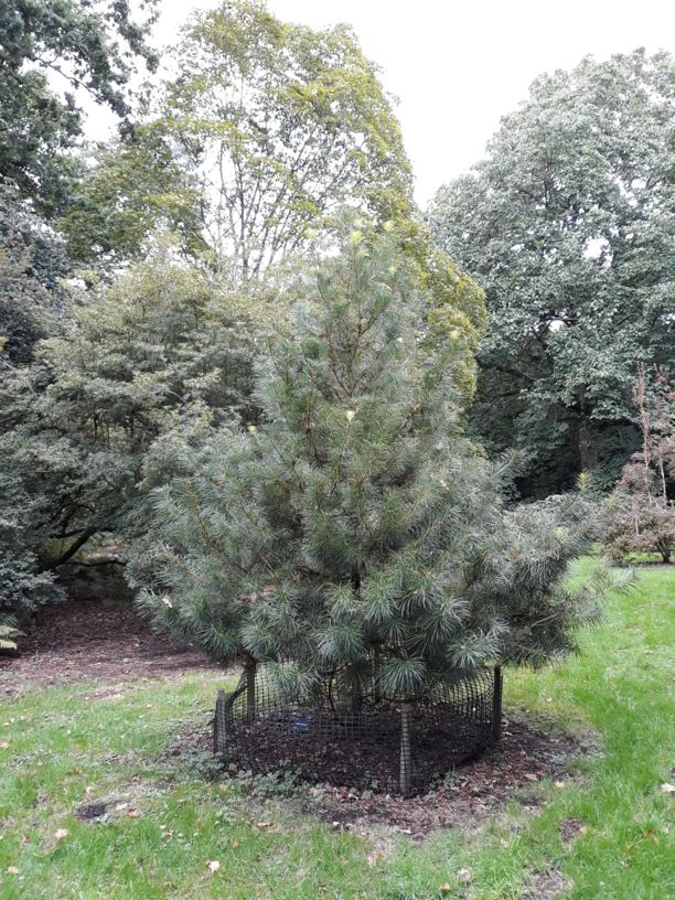 Cathaya argyrophylla - Cathay silver fir