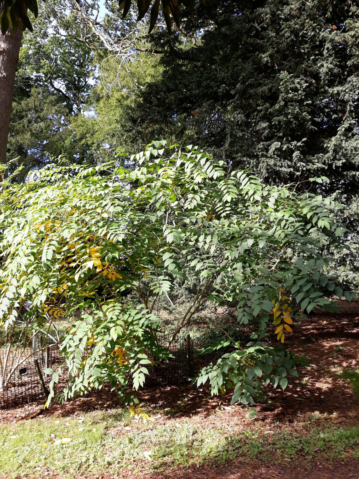 Decaisnea fargesii - Blue bean shrub