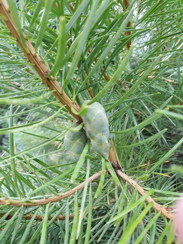 Cathaya argyrophylla - Cathay silver fir | Westonbirt