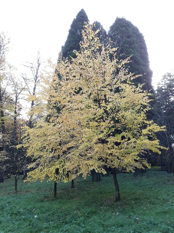 Cercidiphyllum Magnificum Large Leaf Katsura Westonbirt