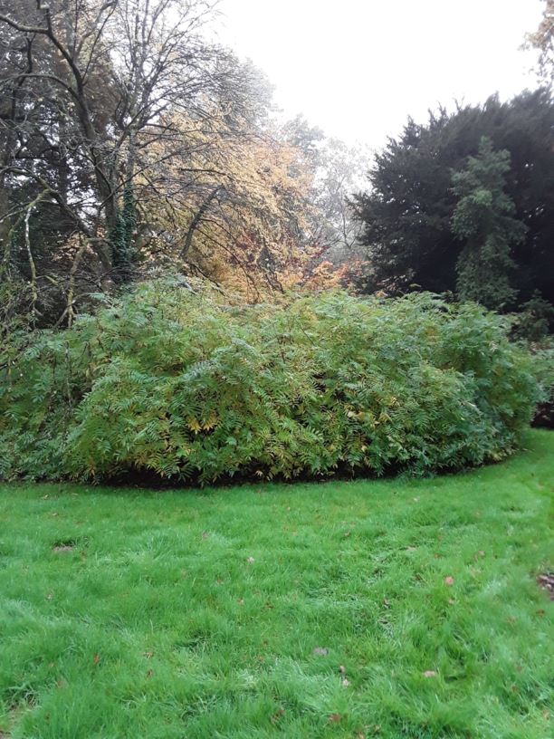 Sorbaria aitchisonii - False spirea | Westonbirt