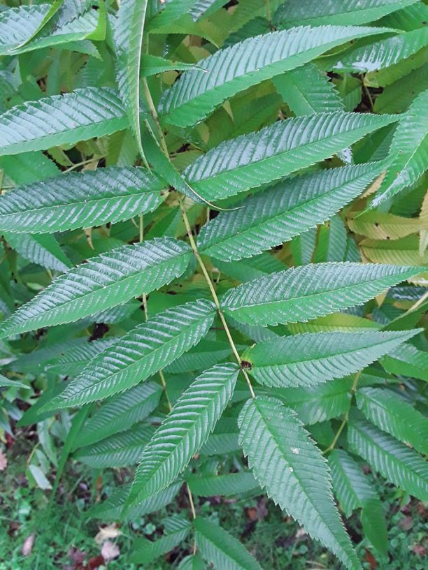 Sorbaria aitchisonii - False spirea | Westonbirt