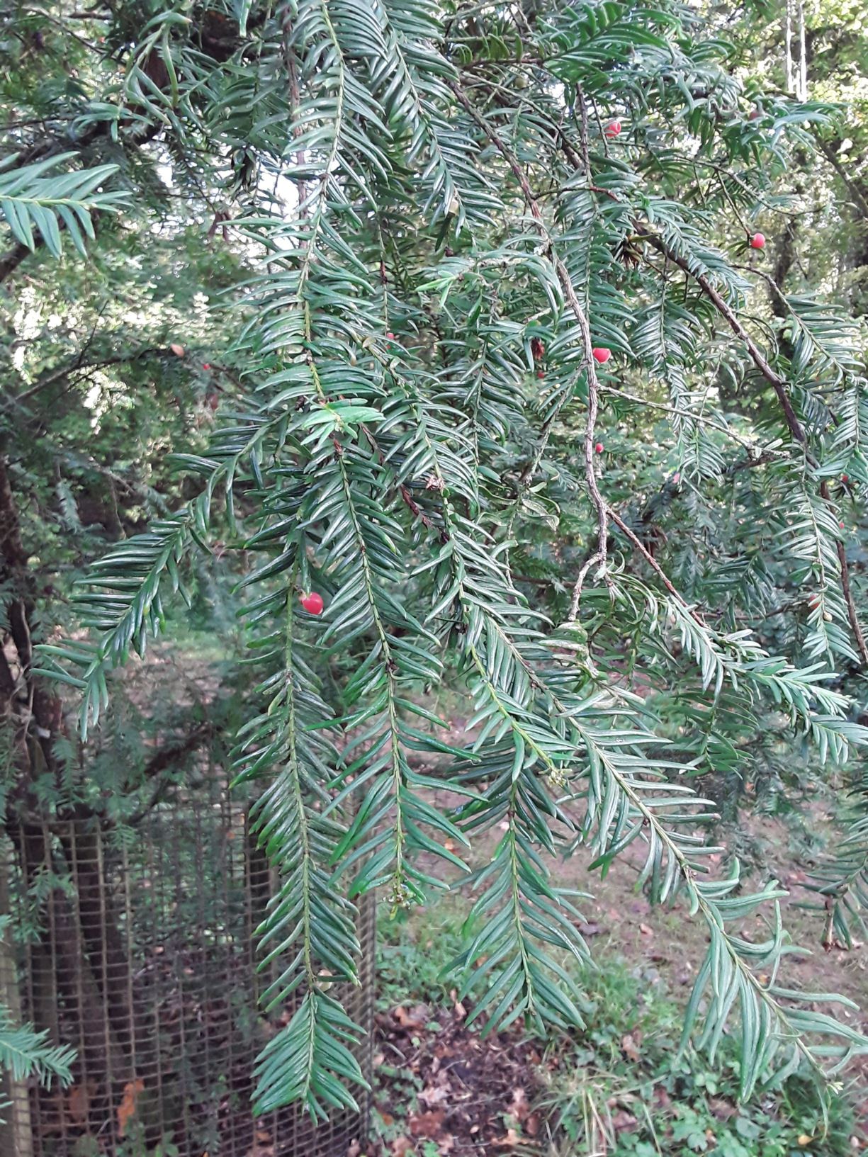 Taxus globosa - Mexican yew