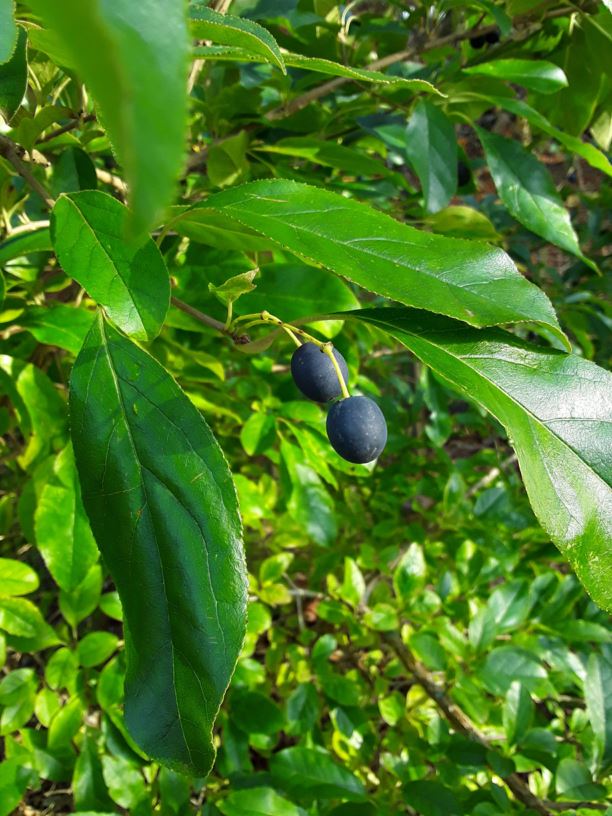 Chionanthus retusus - Chinese Fringe Tree