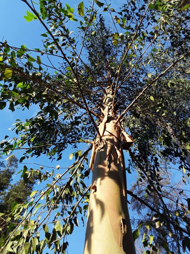 Eucalyptus rodwayi - Swamp peppermint