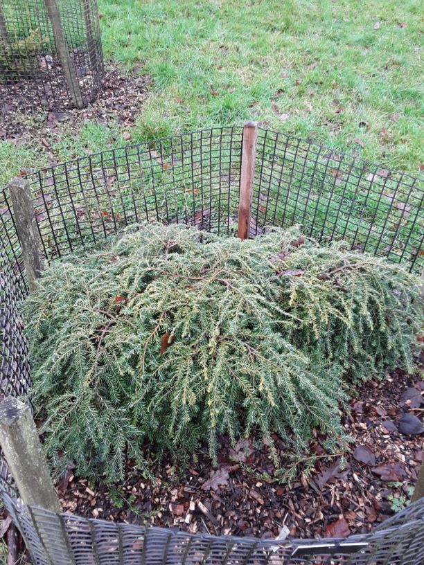 Tsuga canadensis 'Pendula' - Eastern hemlock