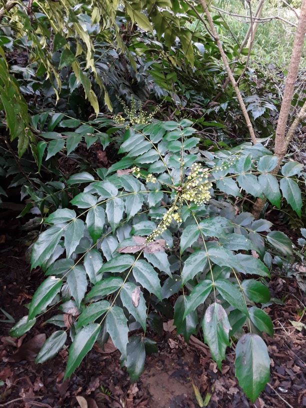 Mahonia Bealei - Leatherleaf Mahonia | Westonbirt