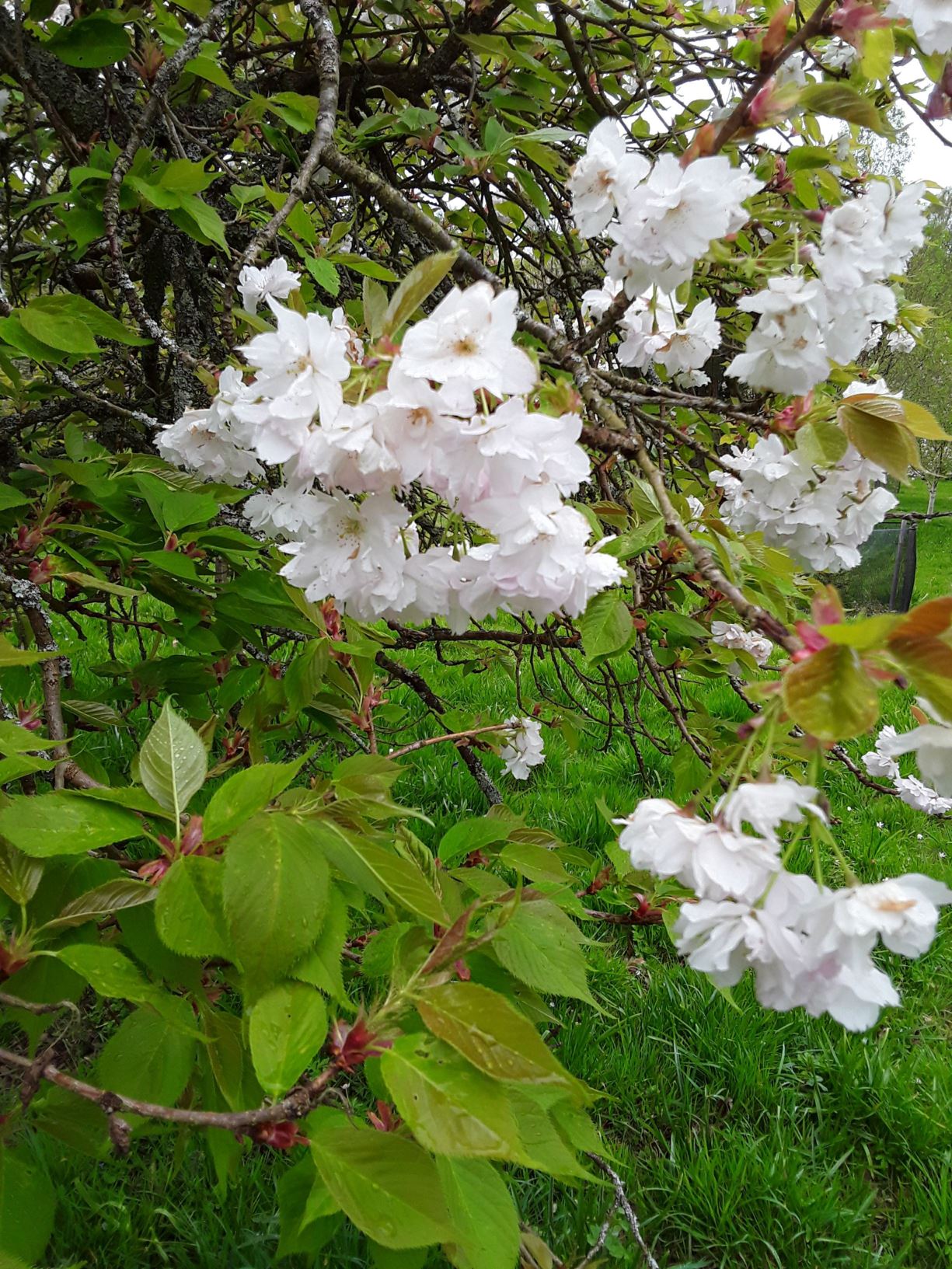 Prunus 'Shujaku' - Japanese cherry