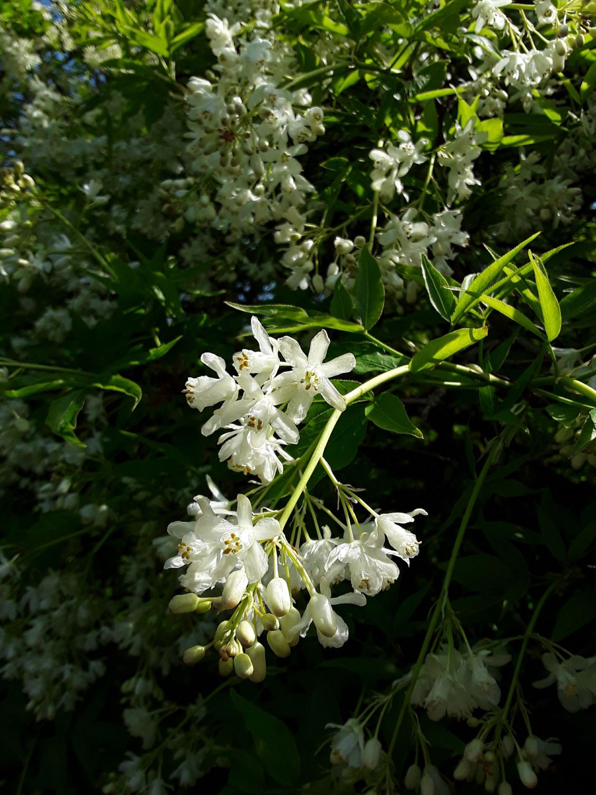 Staphylea × coulombieri - Bladdernut