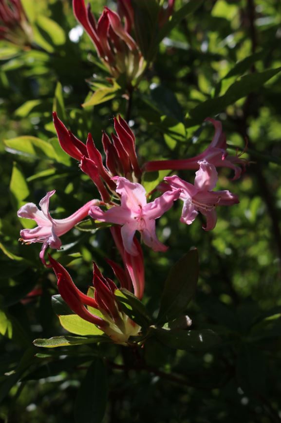 Rhododendron sp. - Azalea | Westonbirt