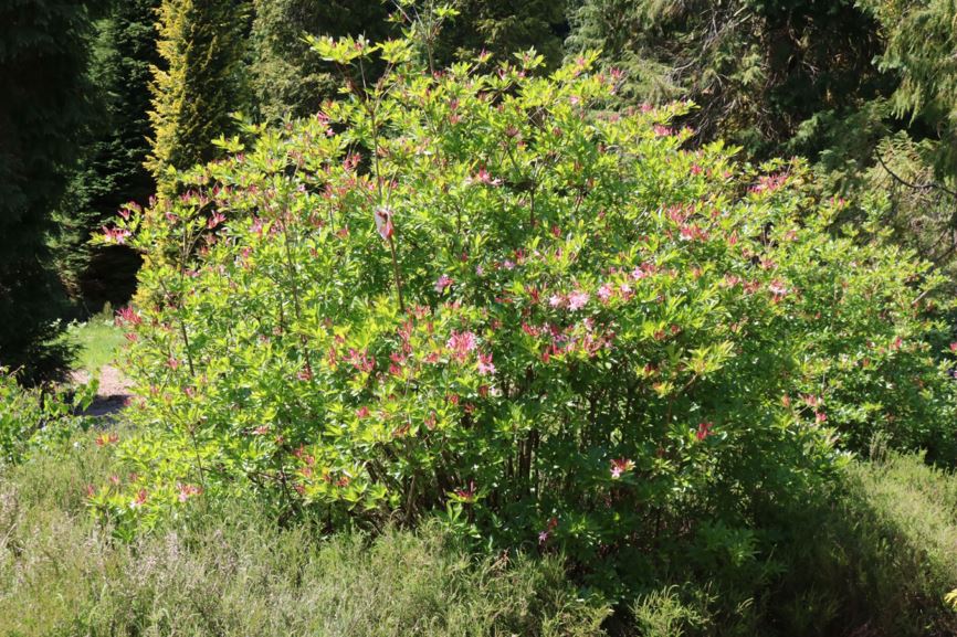 Rhododendron sp. - Azalea