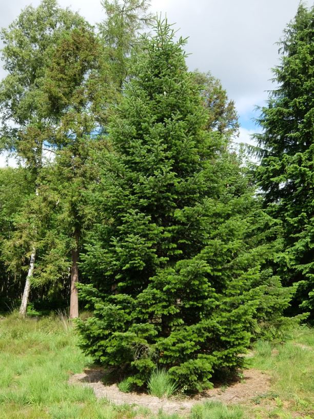 Abies cilicica subsp. cilicica - Cilician fir | Westonbirt