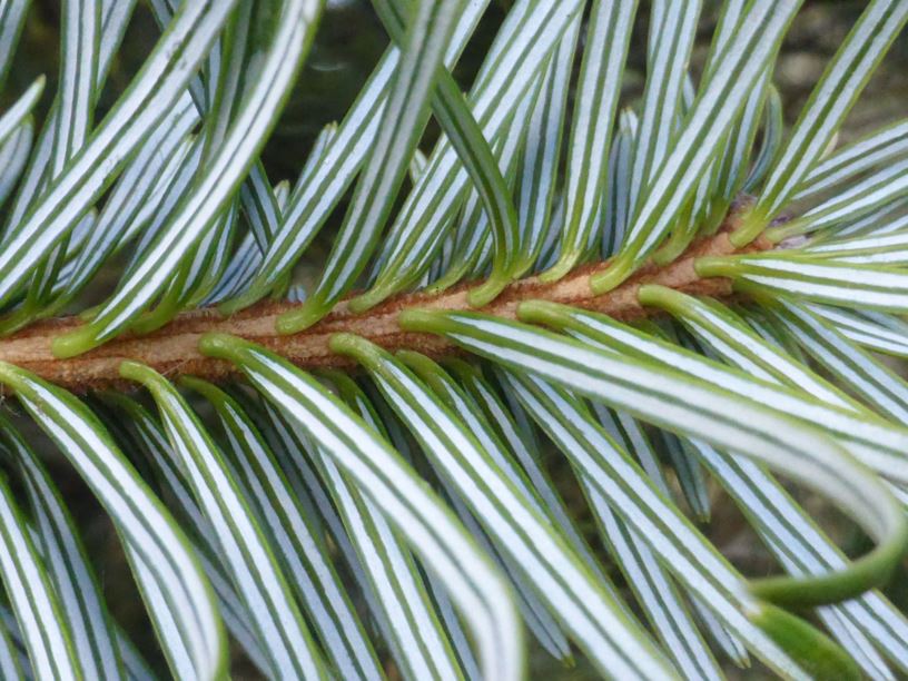 Abies spectabilis - Himalayan fir | Westonbirt