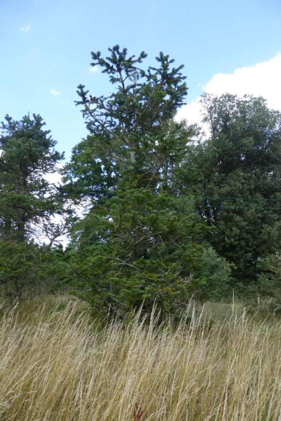 Abies spectabilis - Himalayan fir