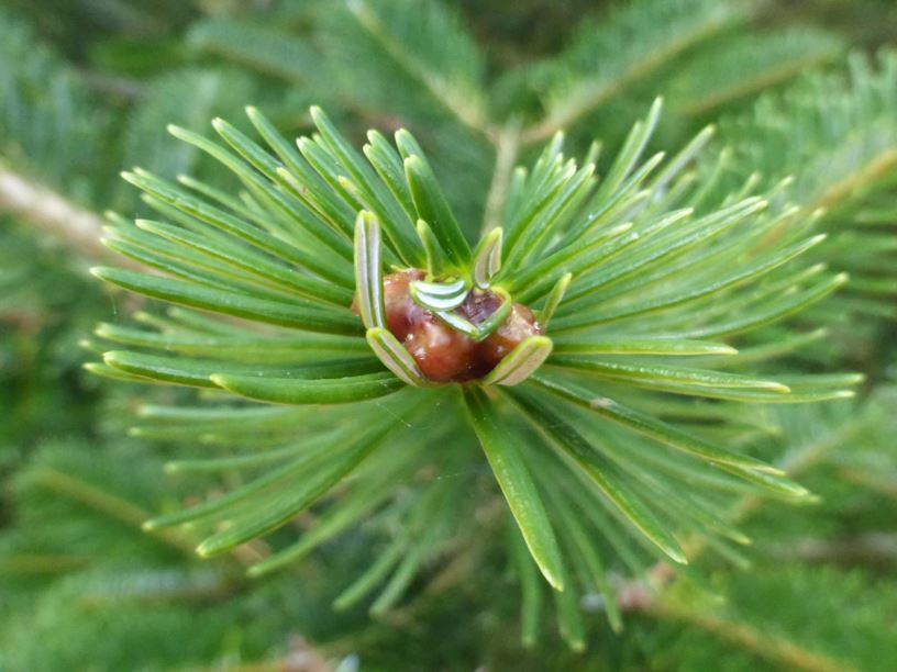 Abies densa - Sikkim fir | Westonbirt