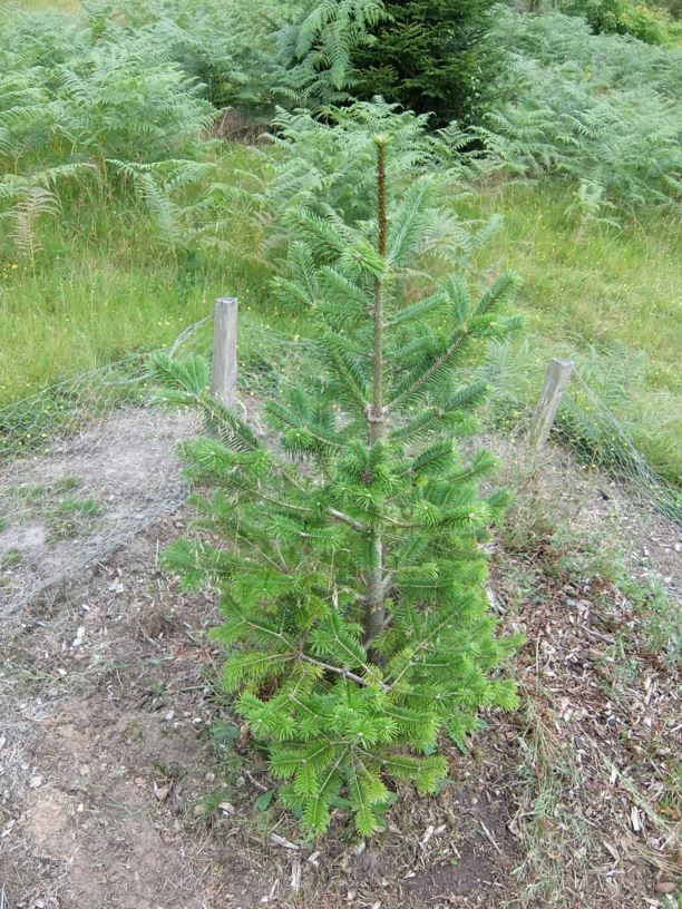 Abies pindrow var. pindrow - West Himalayan fir