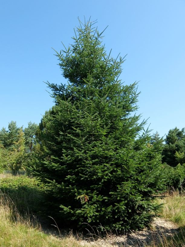 Abies vejarii - Silver fir