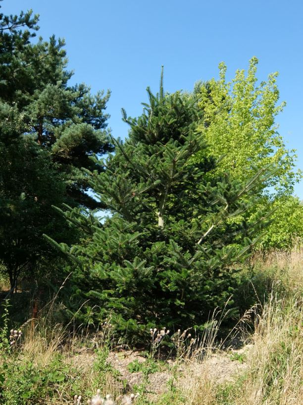 Abies densa - Sikkim fir | Westonbirt