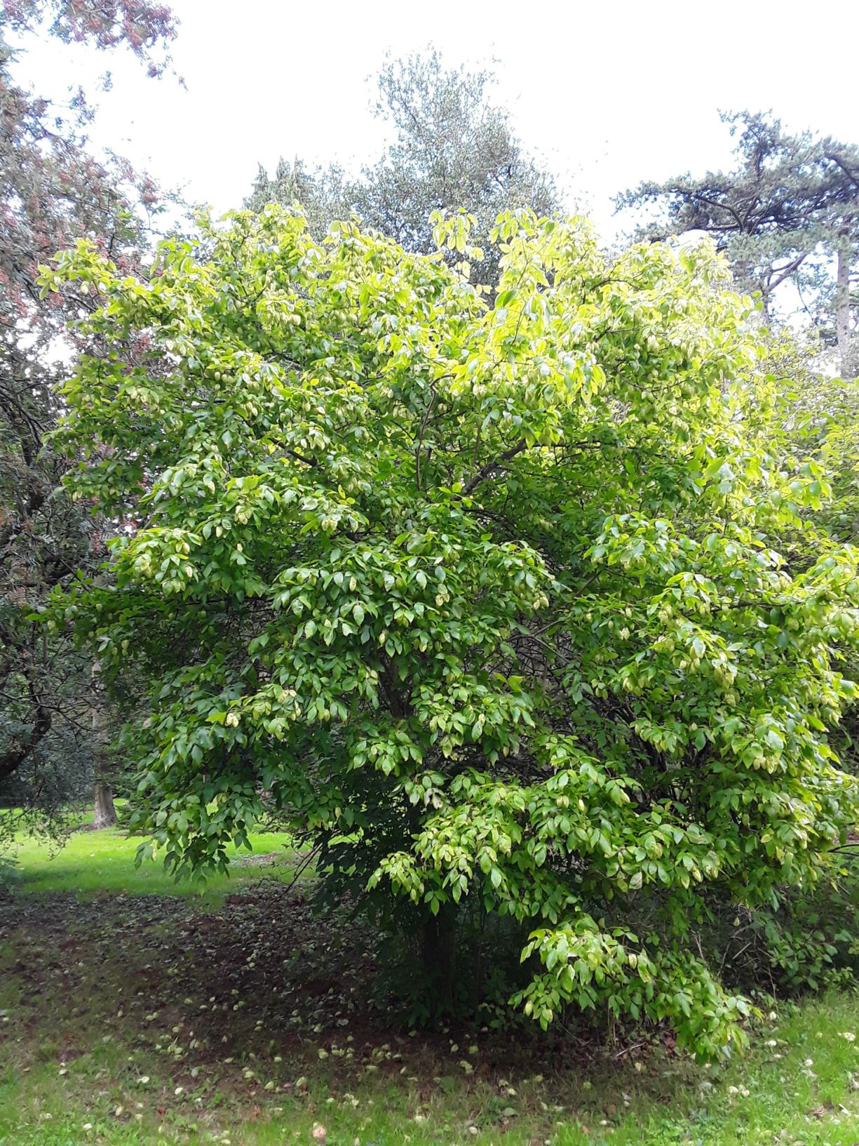 Staphylea trifolia - American bladdernut