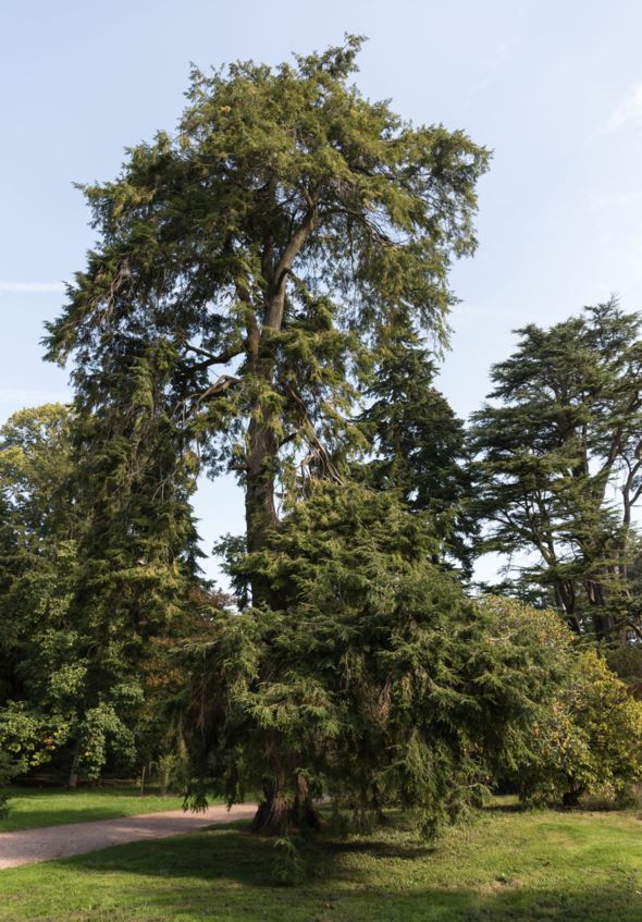 Tsuga canadensis - Eastern hemlock