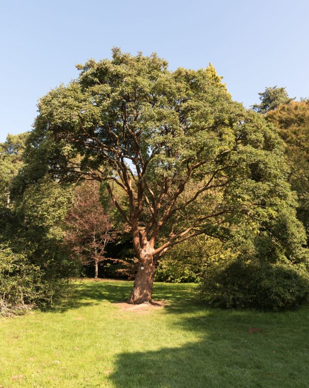 Acer griseum - Paperbark maple