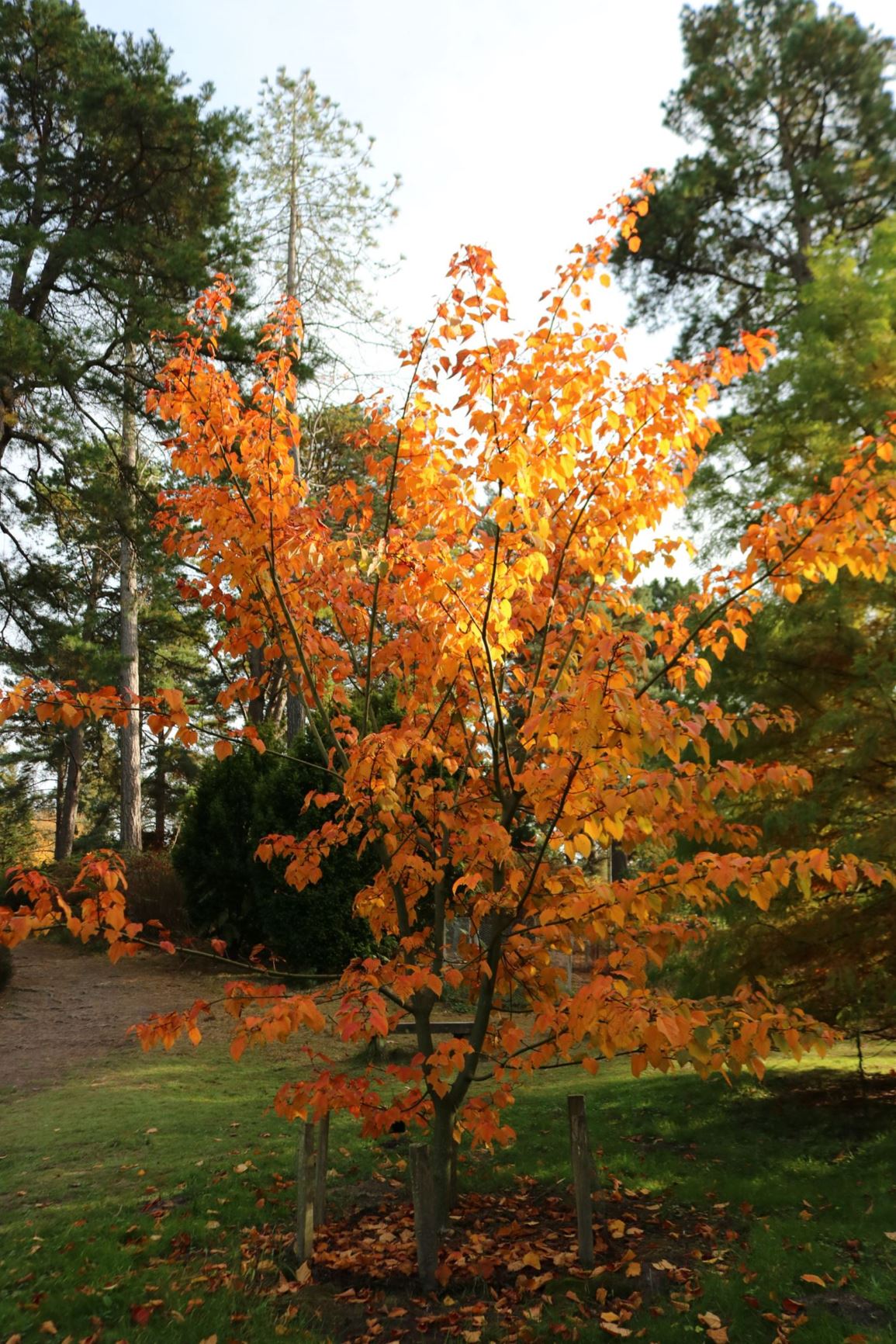 Acer capillipes - Red snake-bark maple