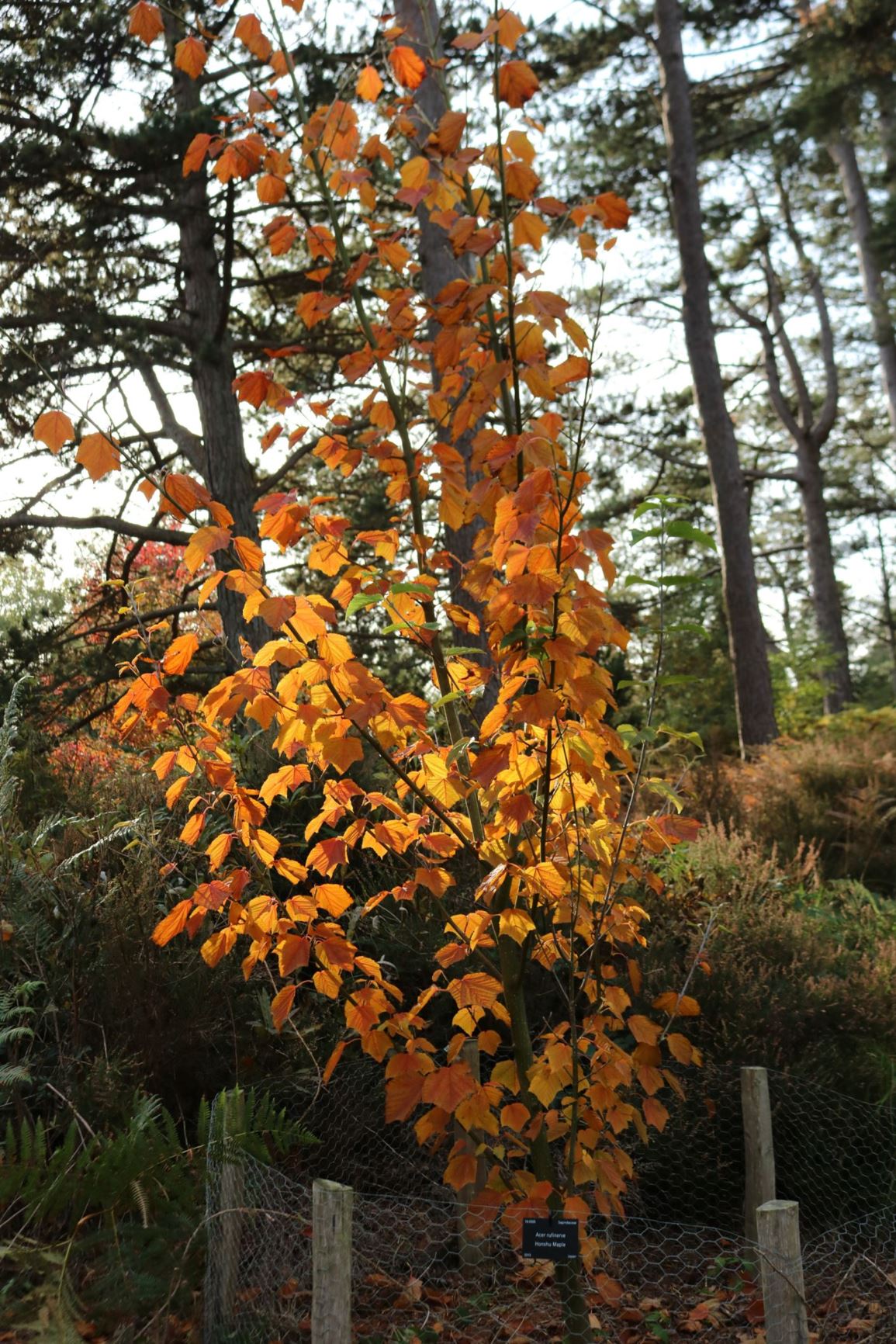 Acer rufinerve - Grey-budded maple