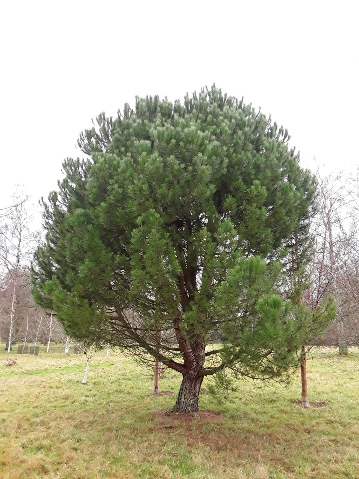 Pinus pinea - Stone pine