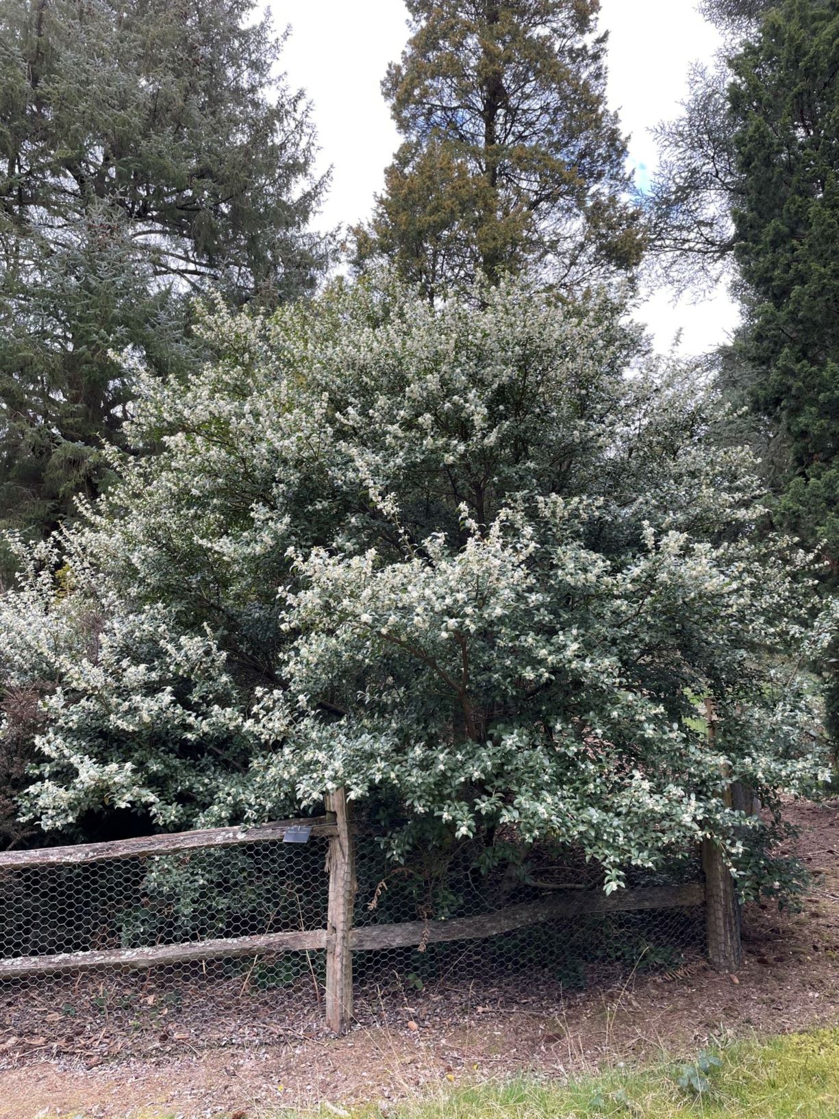 Osmanthus × burkwoodii - Burkwood osmanthus