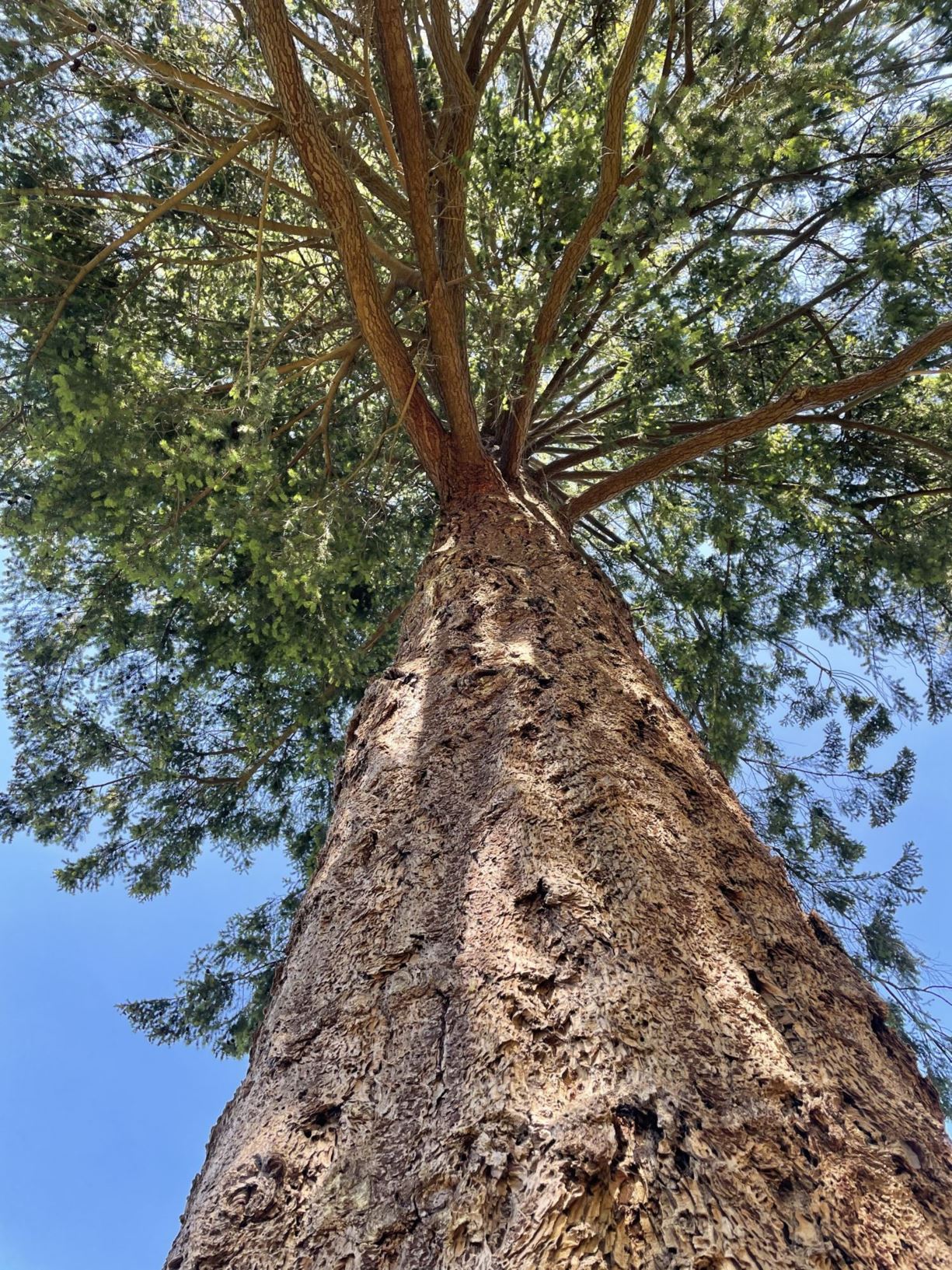 Pseudotsuga menziesii - Douglas fir