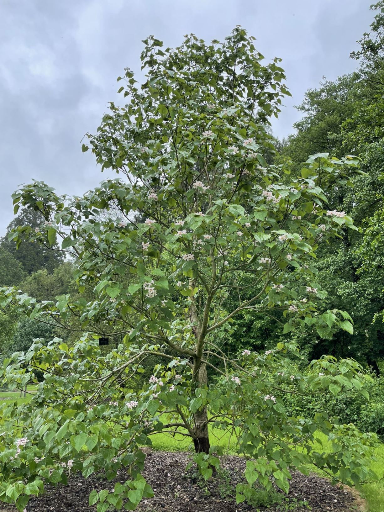 Catalpa fargesii