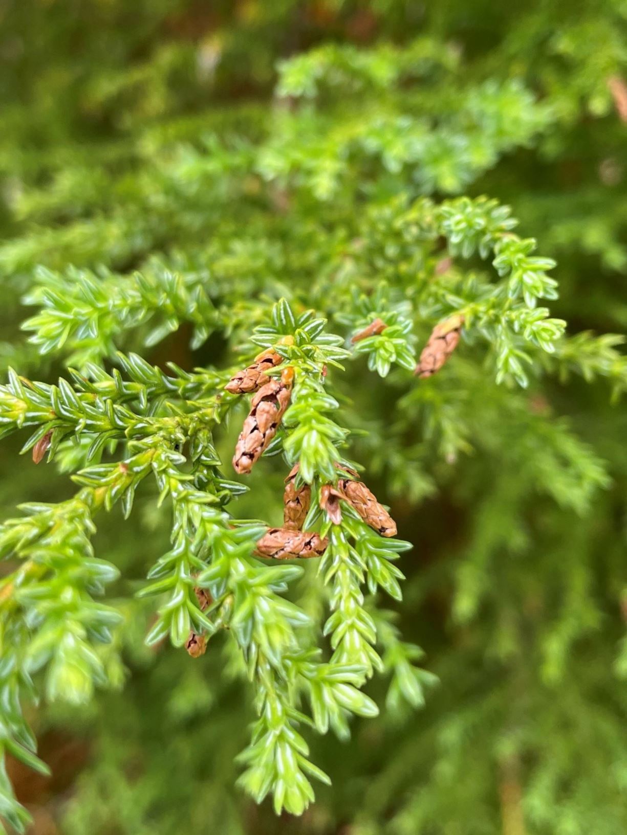Fitzroya cupressoides - Alerce | Westonbirt