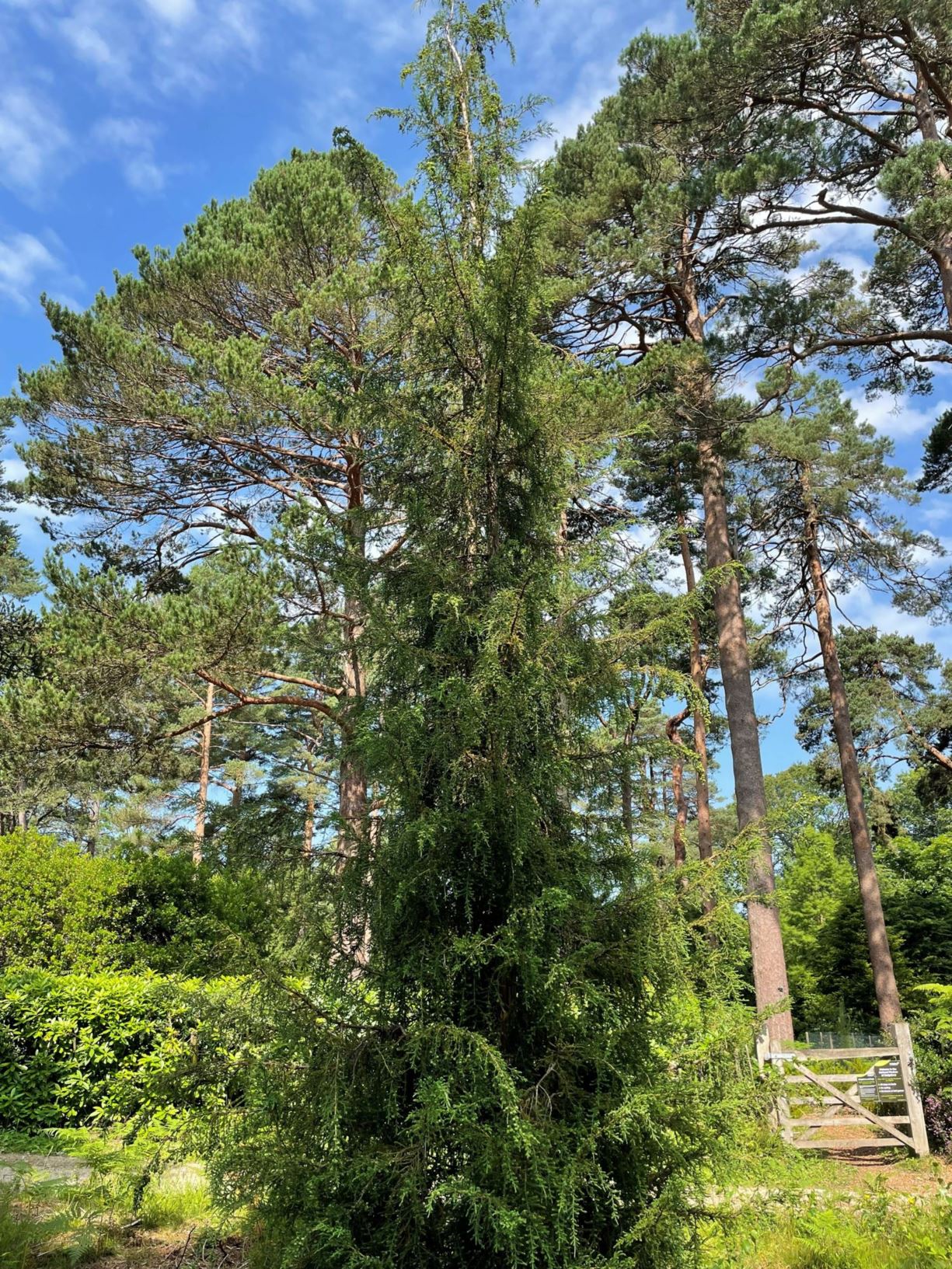 Fitzroya cupressoides - Alerce | Westonbirt