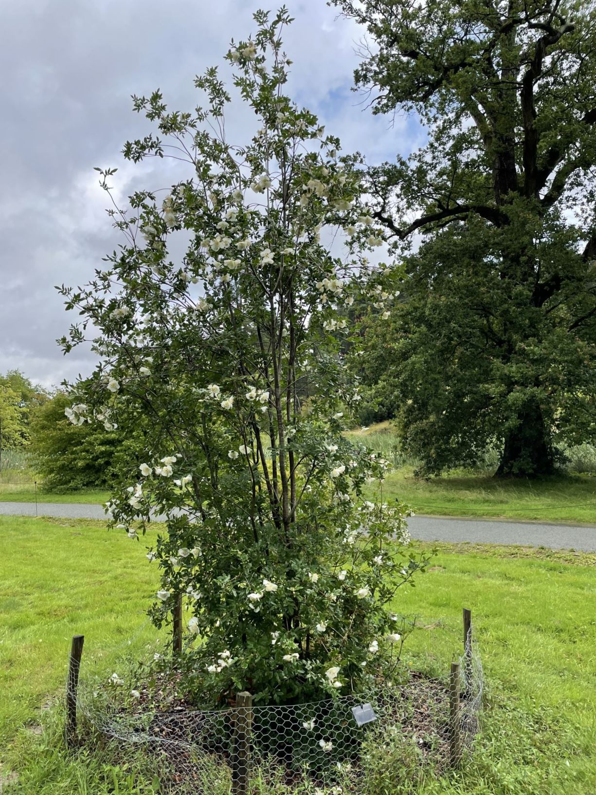 Eucryphia glutinosa - Brush bush | Westonbirt