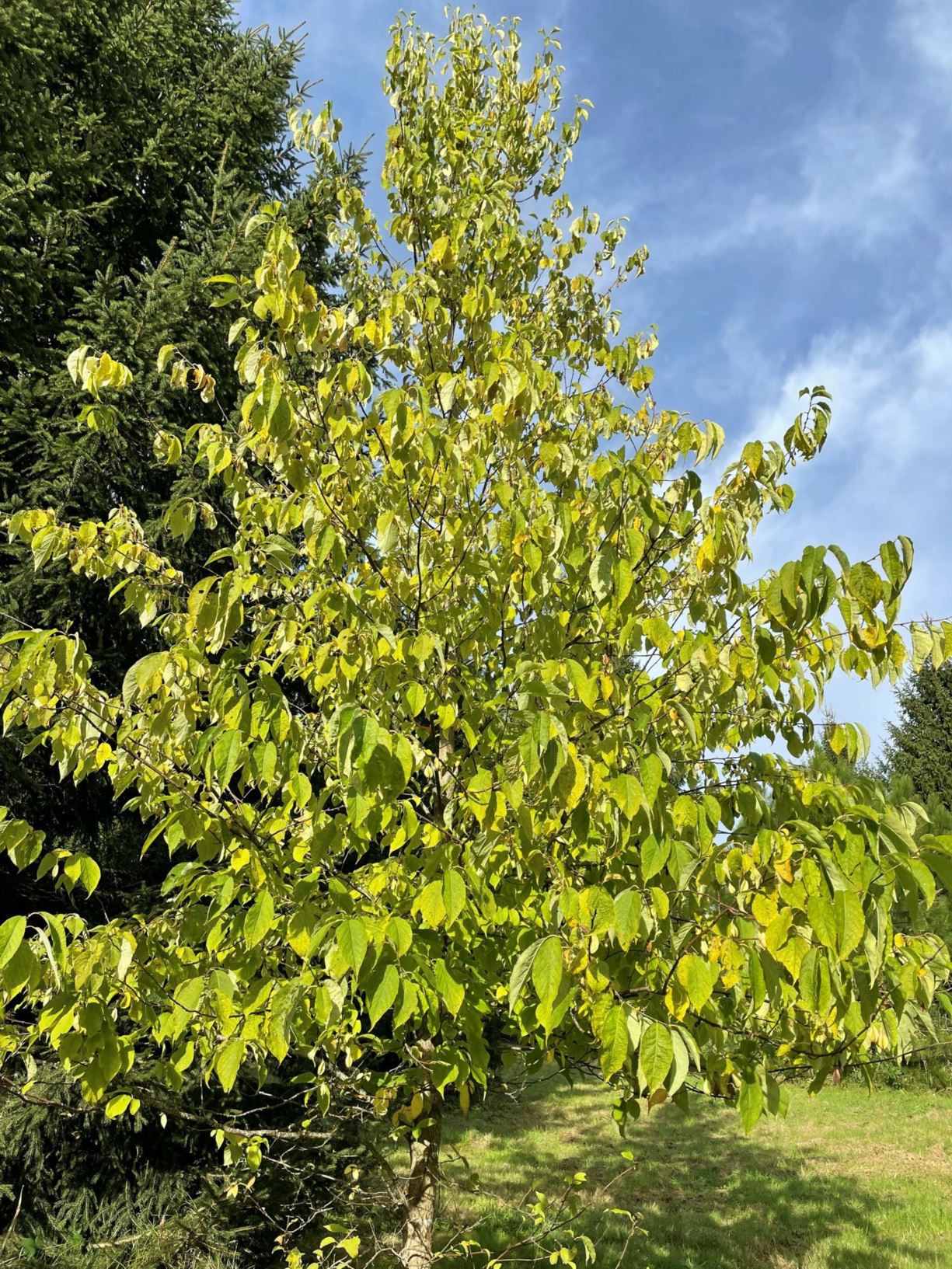 Halesia carolina - Snowdrop tree