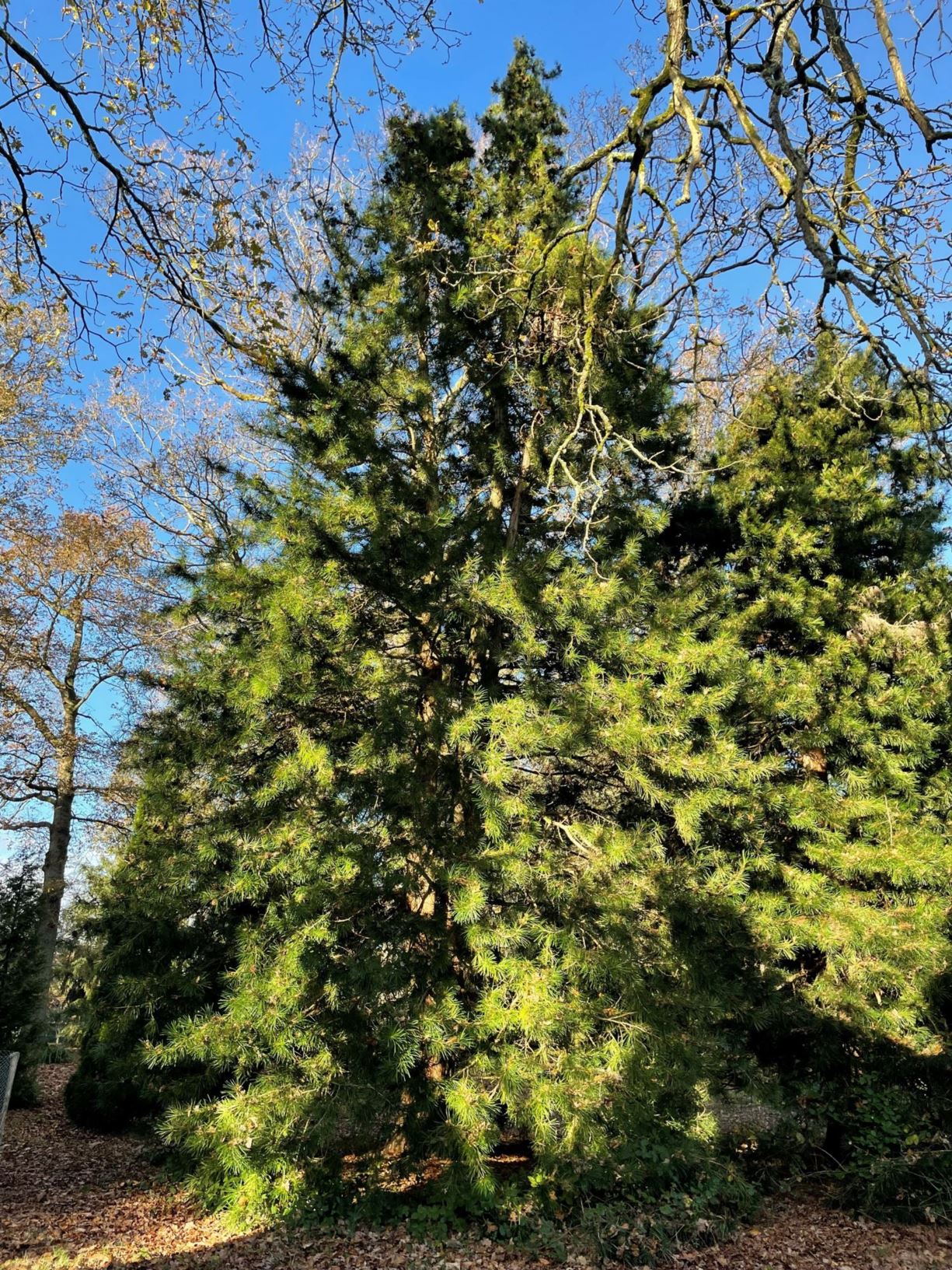 Sciadopitys verticillata - Umbrella pine